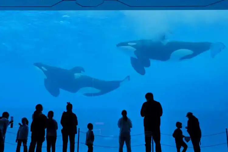 China overtakes US for captive orca numbers – report