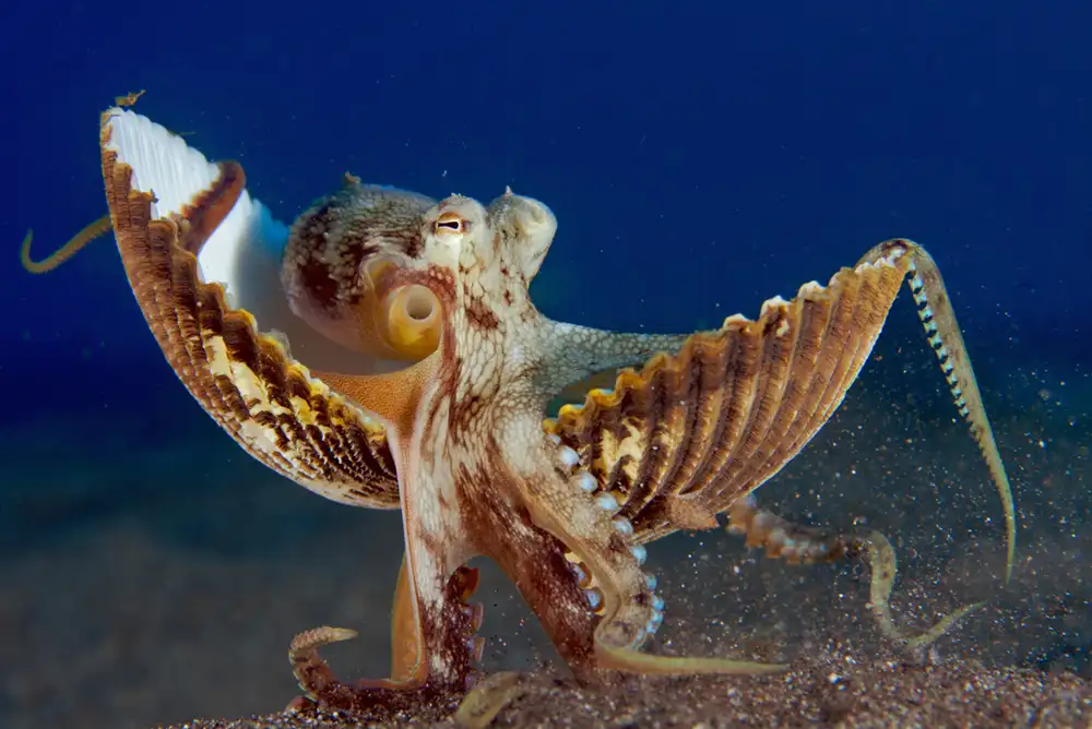 a coconut octopus walking along the sand in lembeh carrying its shell