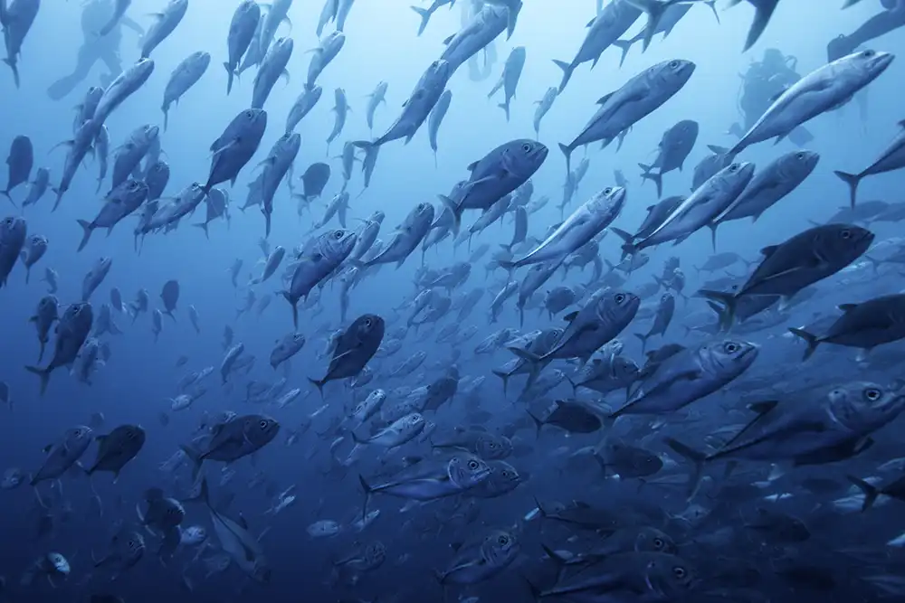 a school of jacks and trevallies around cocos island