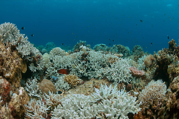 View of coral bleaching underwater, a consequence of rising sea temperatures