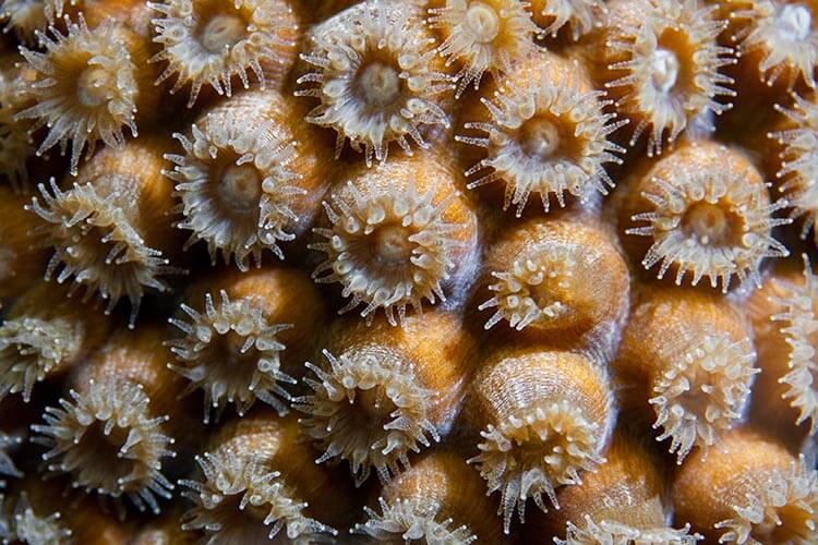 coral polyps with their tentacles extended for feeding