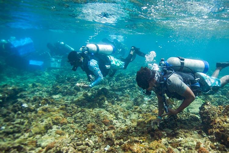divers outplanting new coral growths