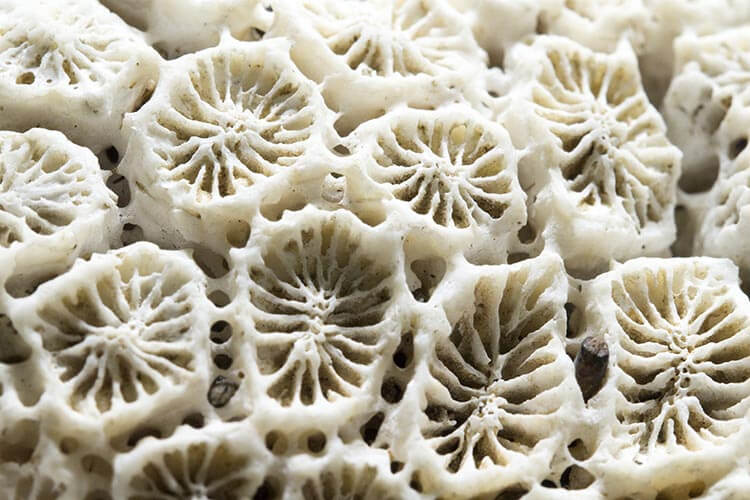 calcium carbonate aragonite coral skeleton