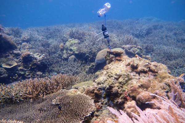 Study shows a noisy coral reef means it is returning to health