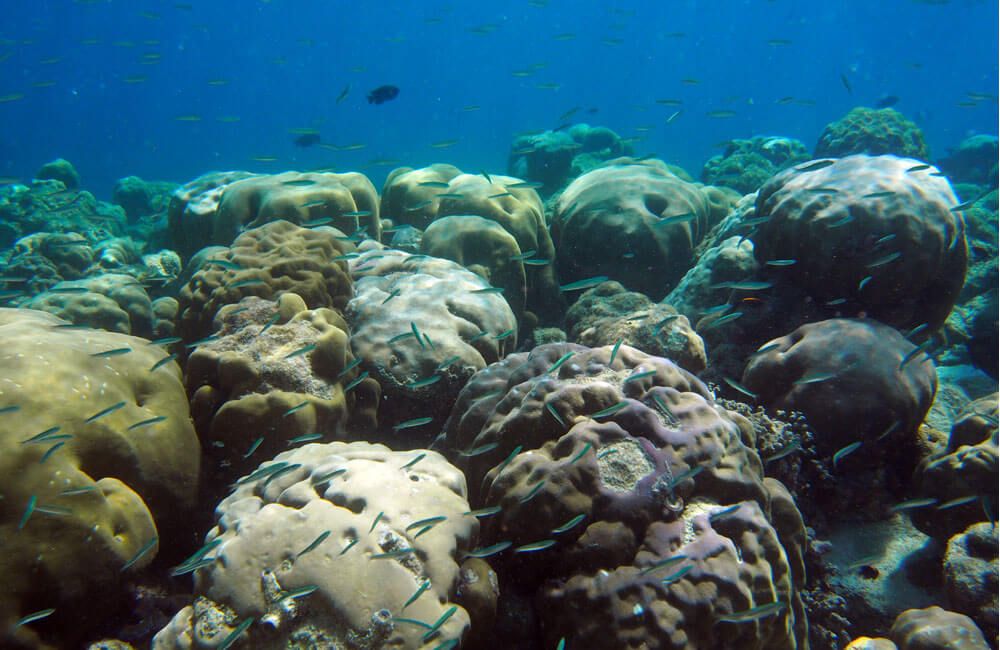 Maldives reefs after surviving bleaching