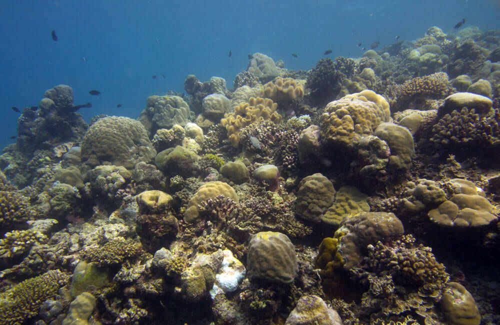 some of the Maldives reefs have survive dbleaching