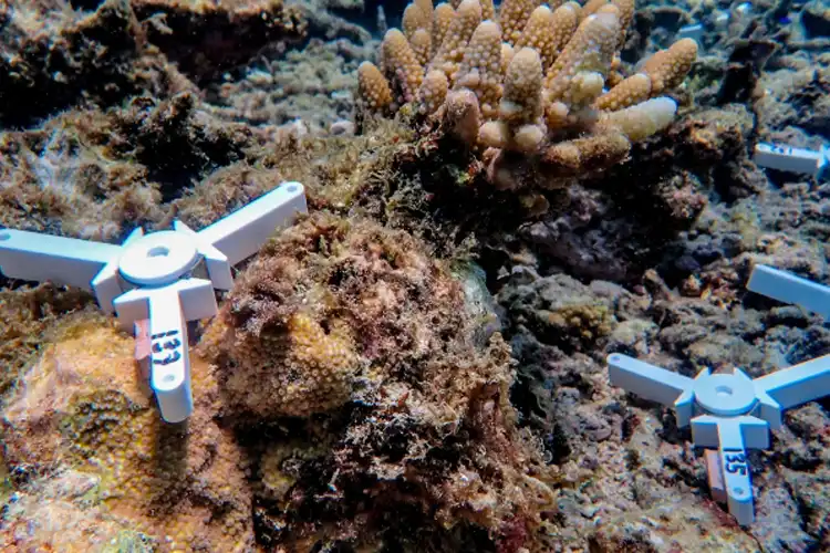 Coral seeding devices in place on the Great Barrier Reef