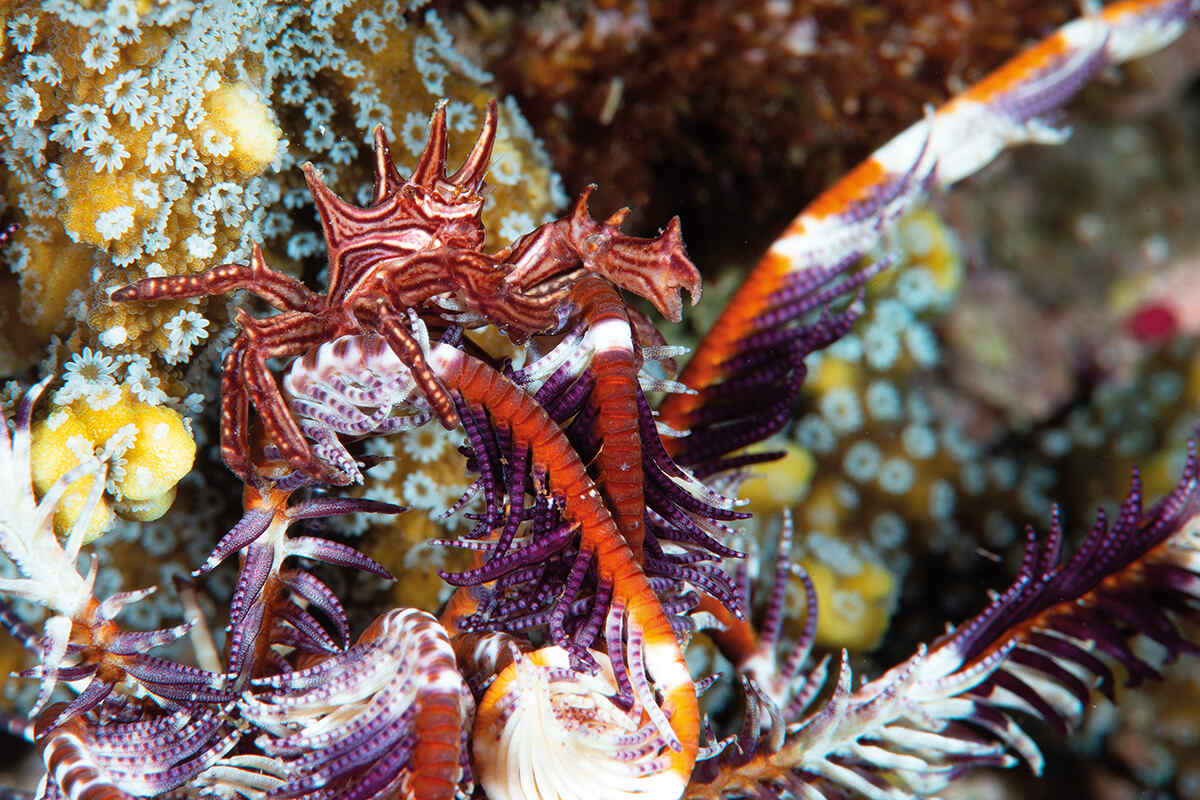 Colourful thorny crinoid crab