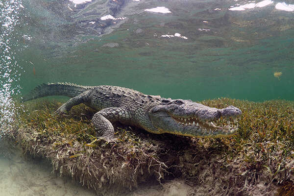 crocodiles in water