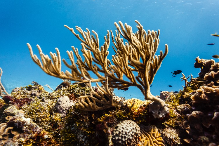 QUIZ: True or False – Coral Reef Facts