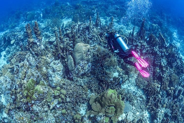 Visit Curaçao – the best of Caribbean scuba diving
