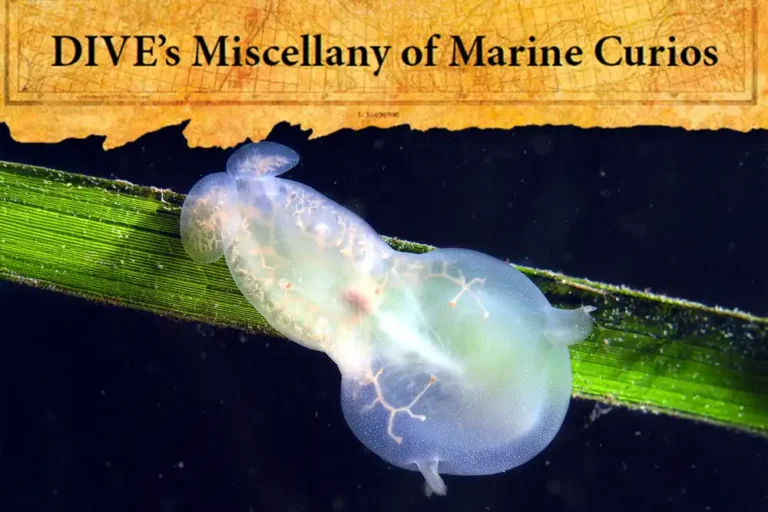 Marine Curios #21 Hooded or lion nudibranch, Melibe leonina