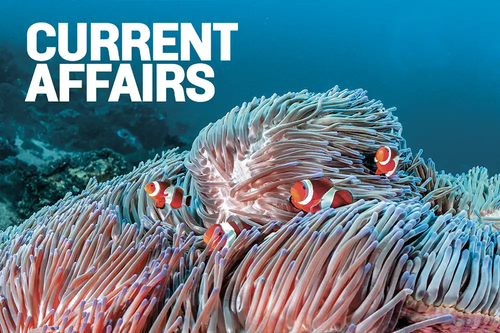 Current affairs – diving Komodo with Aggressor Adventures