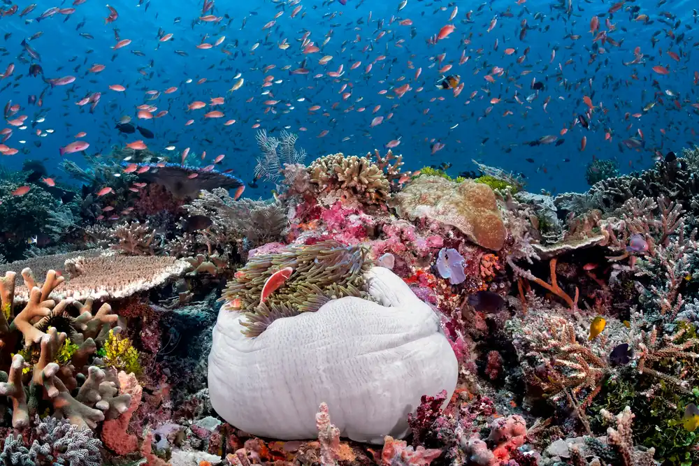 A giant anemone folds into a white ball amid corals and reef fish in Komodo