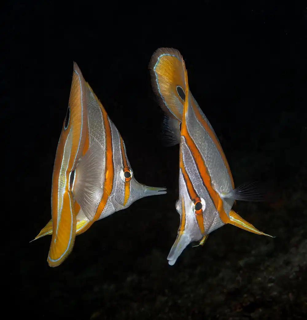 A pair of copperband butterflyfish at Wanilu Kecil