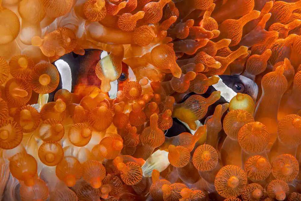 Two clownfish among the orange tentacles of a bubble-tip anemone