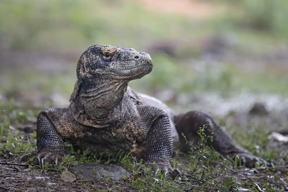 A Komodo dragon resting on the ground