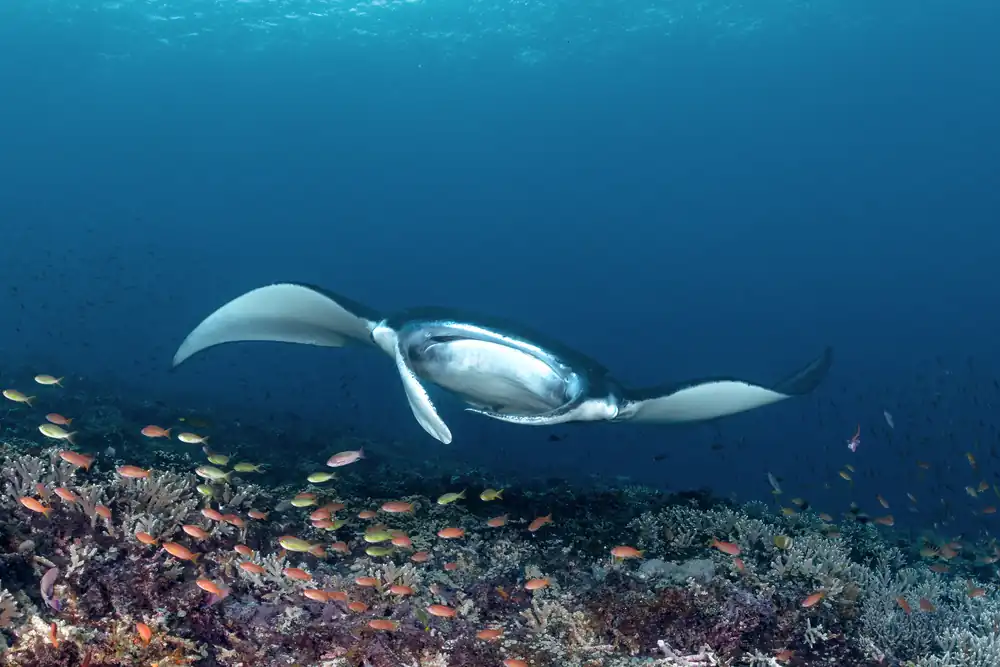 A manta ray swimming above a reef in Komodo National Park