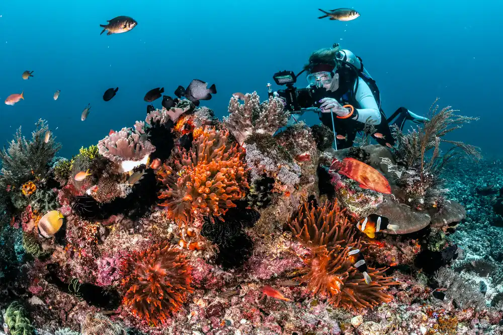 A diver photographs a Komodo reef covered in corals, anemones and feather stars