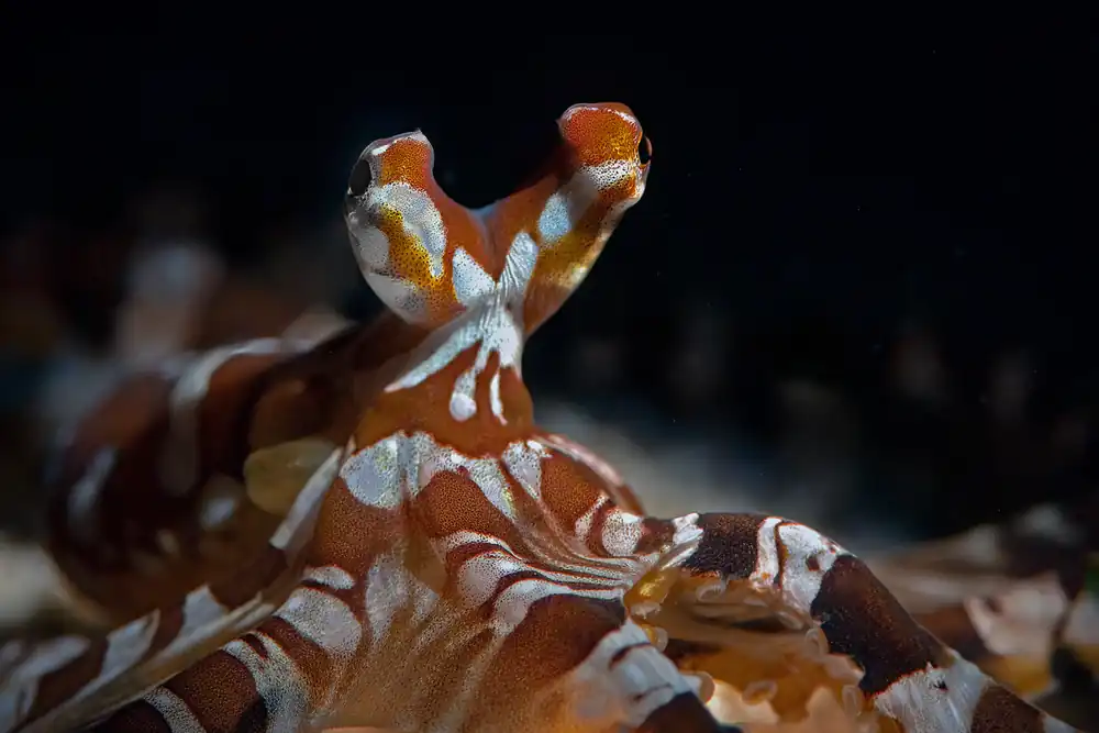 Close-up of a wunderpus octopus in Komodo