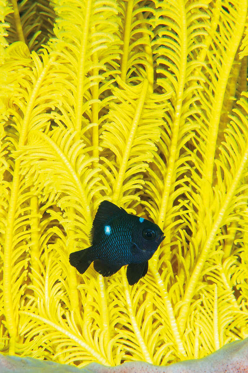 A black damselfish swims next to vibrant yellow coral