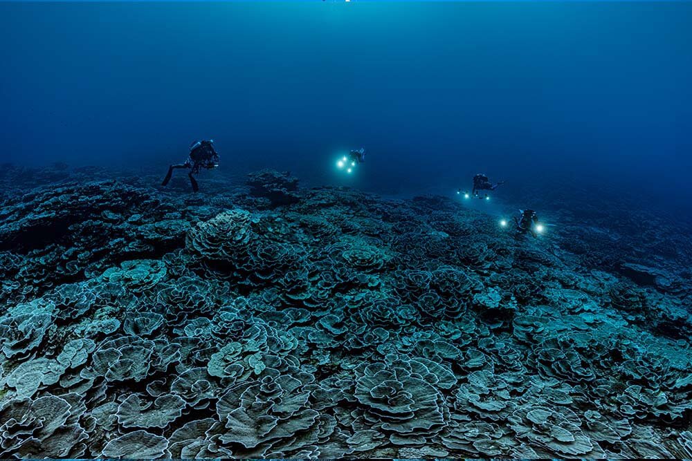 New Pristine Deep Reef Discovered In Tahiti - DIVE Magazine