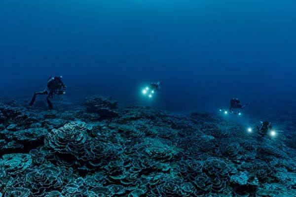 New pristine deep reef discovered in Tahiti