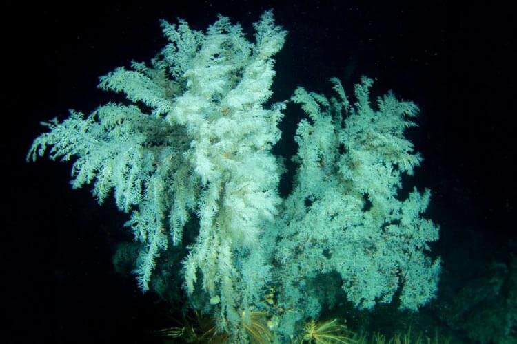 deep water chirstmas tree black coral