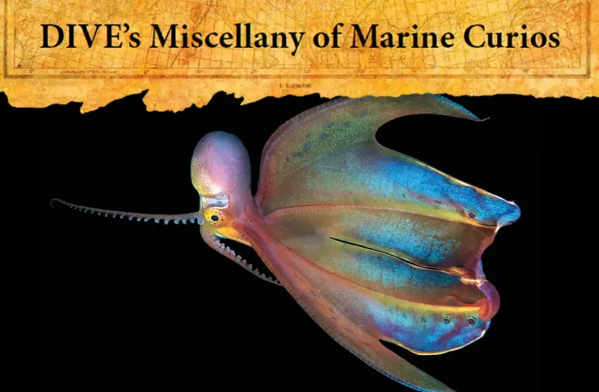 Marine Curios #22 Blanket octopus, Tremoctopus spp.