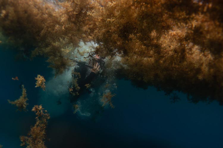 Diver surrounded by Sargassum seaweed. 