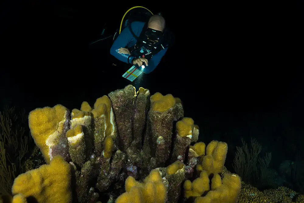 Reef Renewal Basis Bonaire successfuly breeds uncommon pillar coral