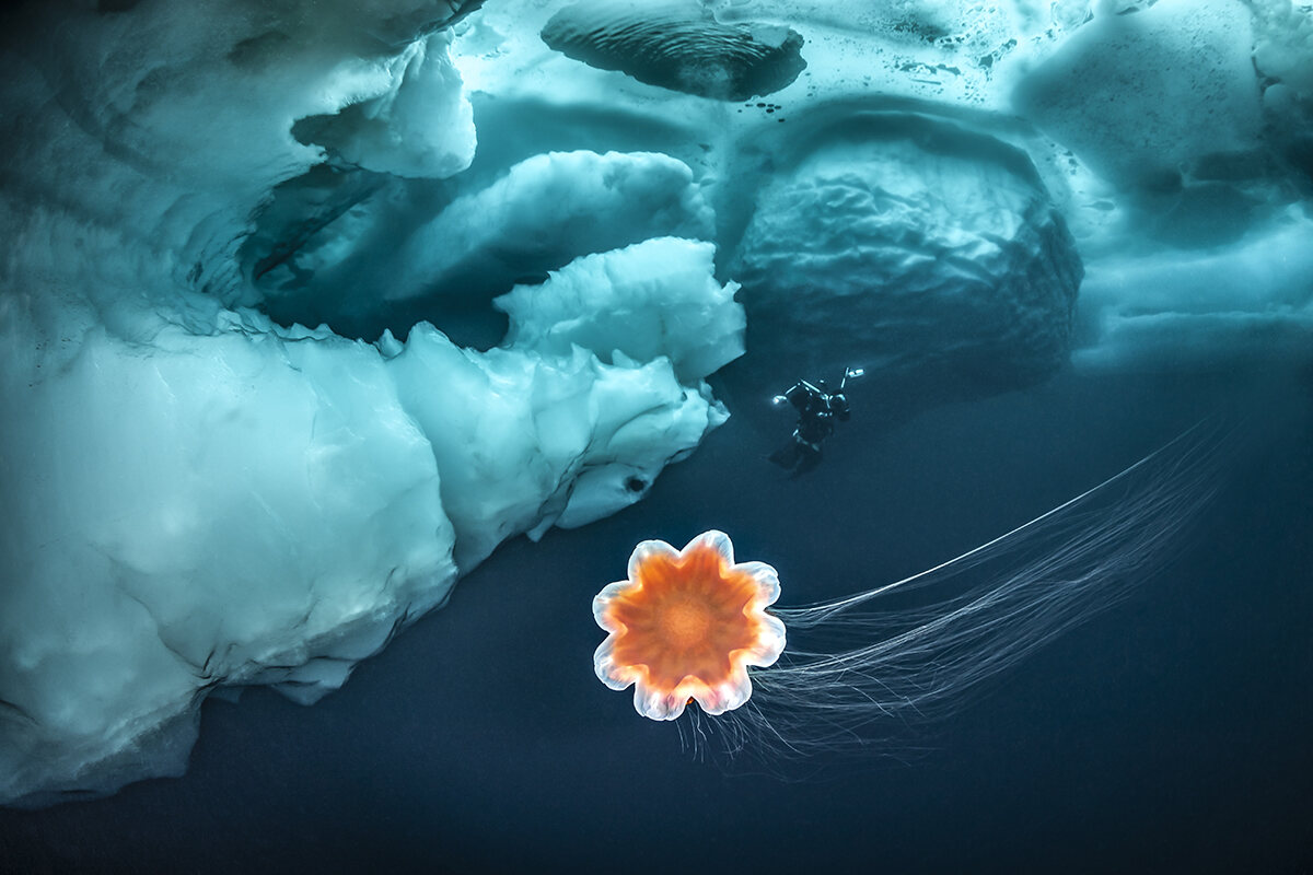 A diver explores under the ice while an orange jellyfish floats around