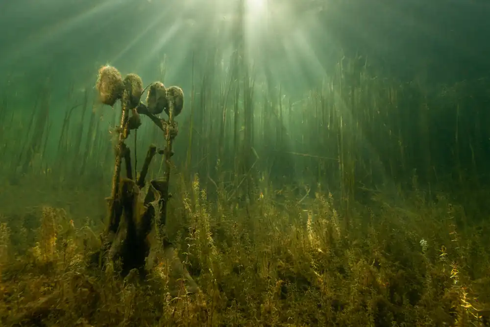 Abandoned child’s buggy underwater in Wraysbury Lake