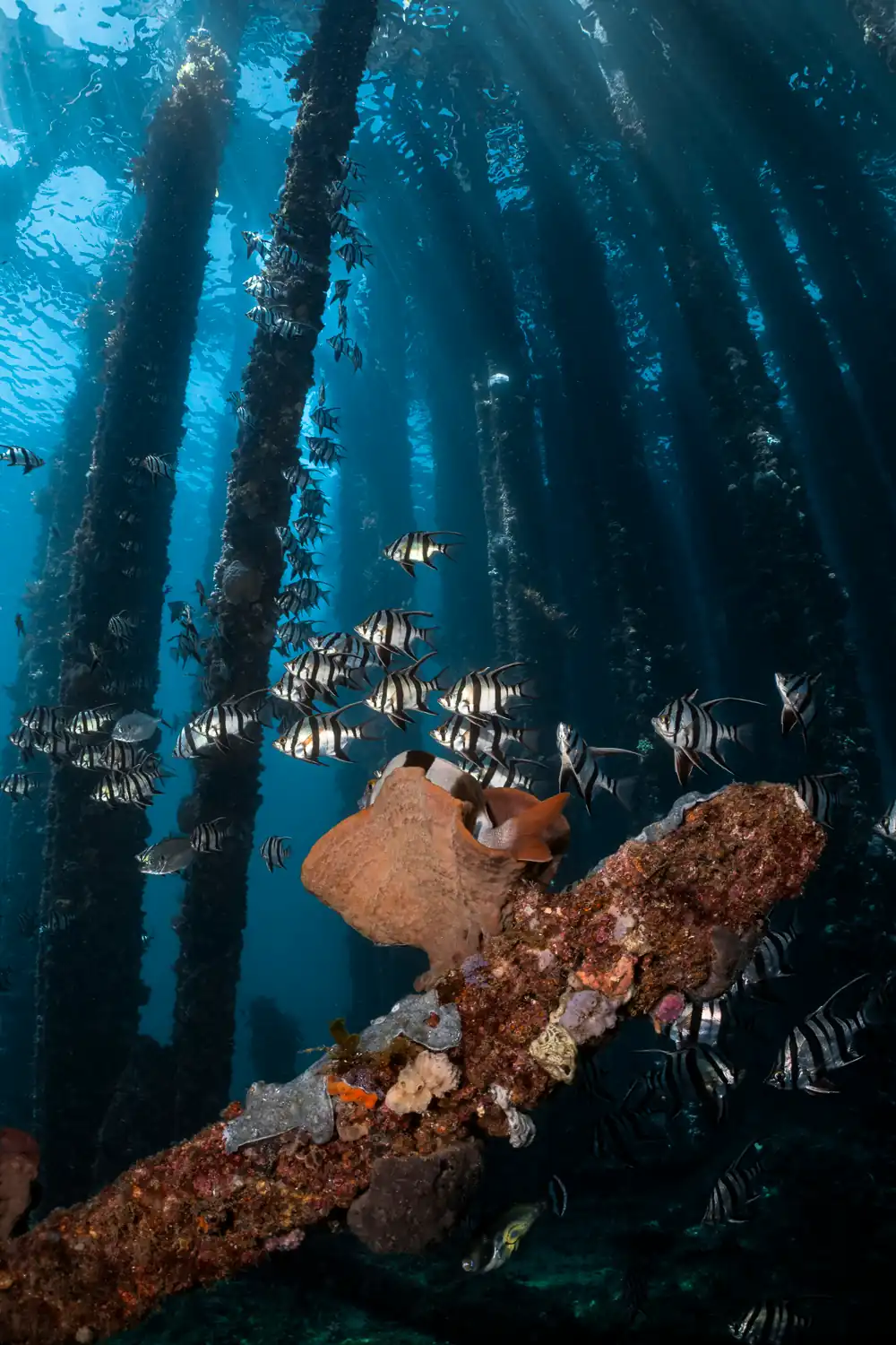 Old wives fish among the pilings of Rapid Bay Jetty