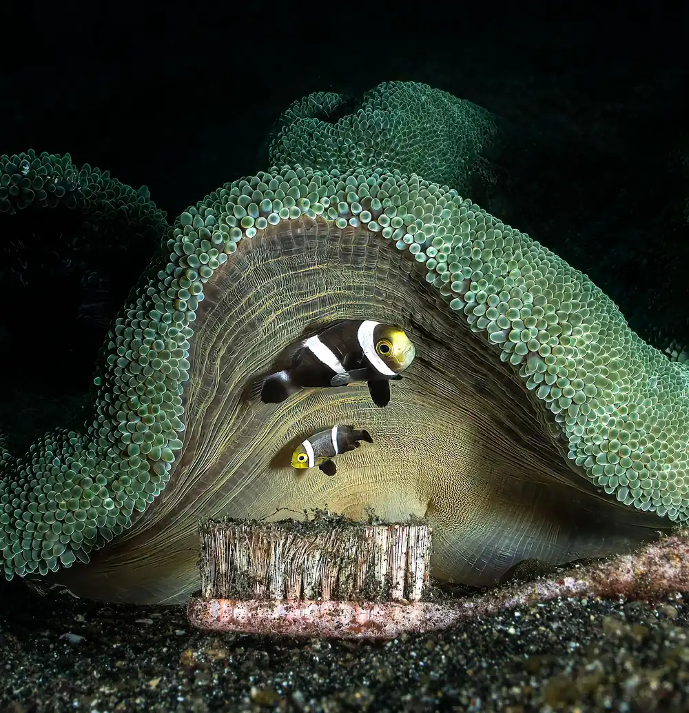 Two clownfish in an anemone behind a discarded toothbrush
