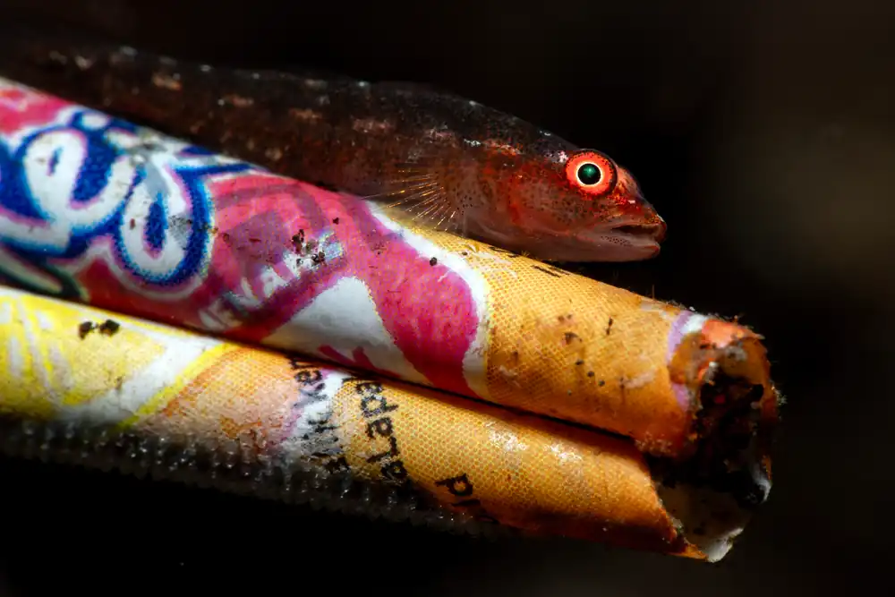 Goby beside eggs laid on rolled-up plastic