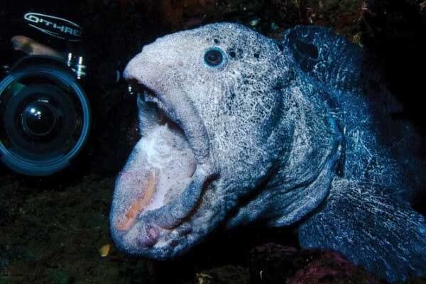Diving Vancouver Island: bigger, better, faster, meaner