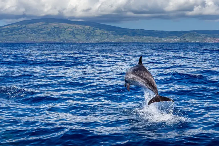 a common dolphin jumping out of the water off the coast of the Azores