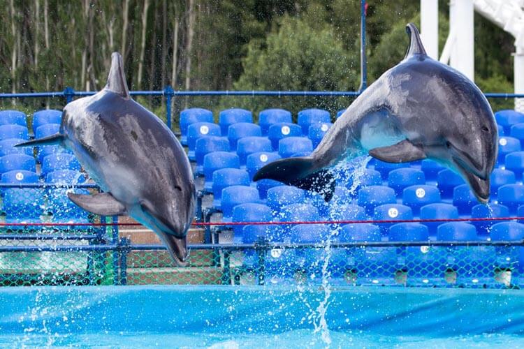 Thomas Cook blacklists animal attractions failing standards