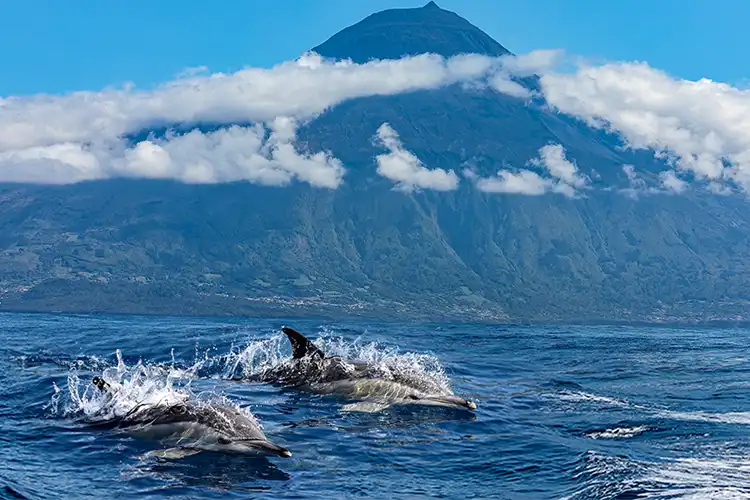 a pair of dolphin swim with pico island in the background