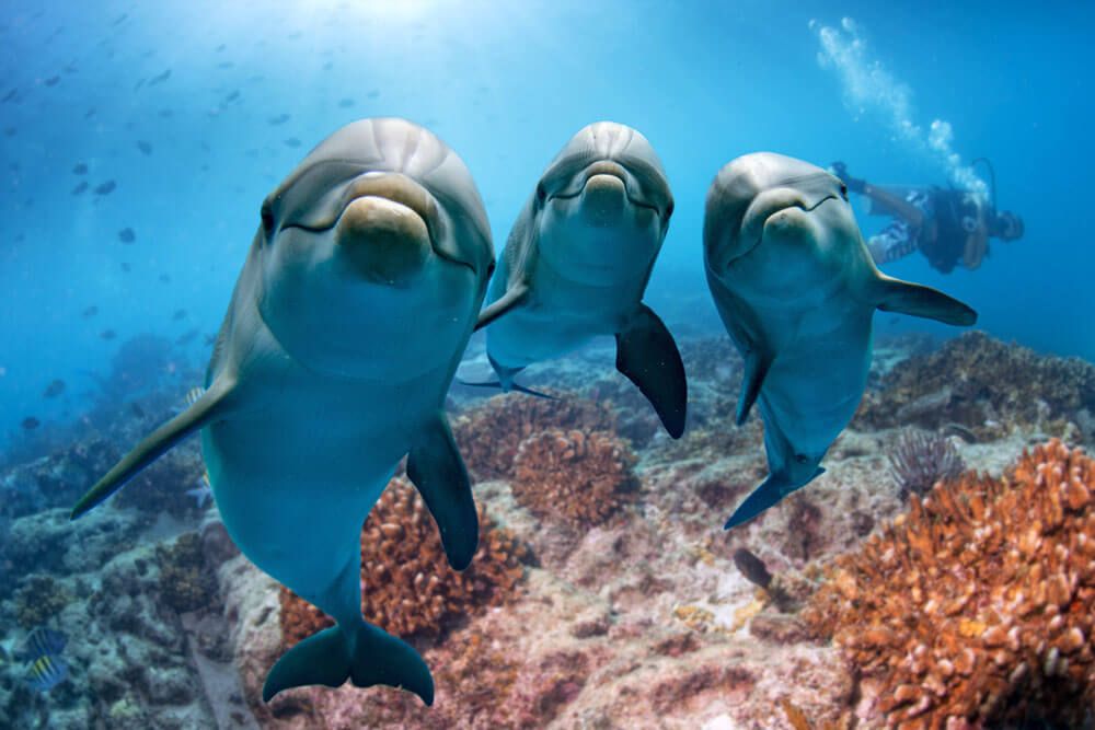 people swimming with dolphins underwater