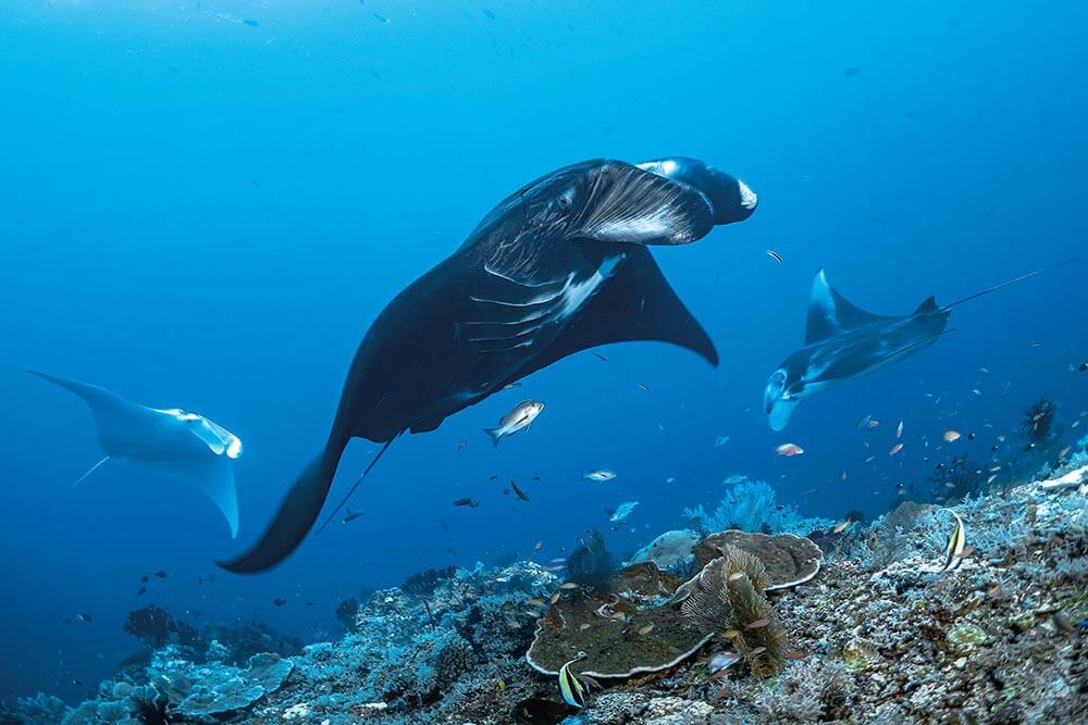 melanistic manta cleaning station