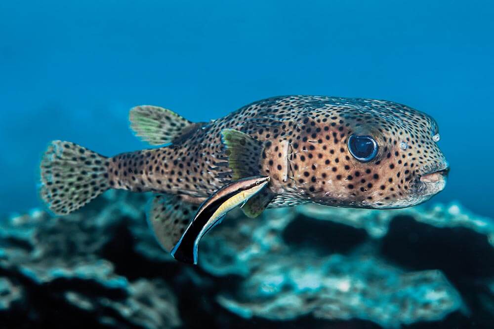 porcupinefish cleaning
