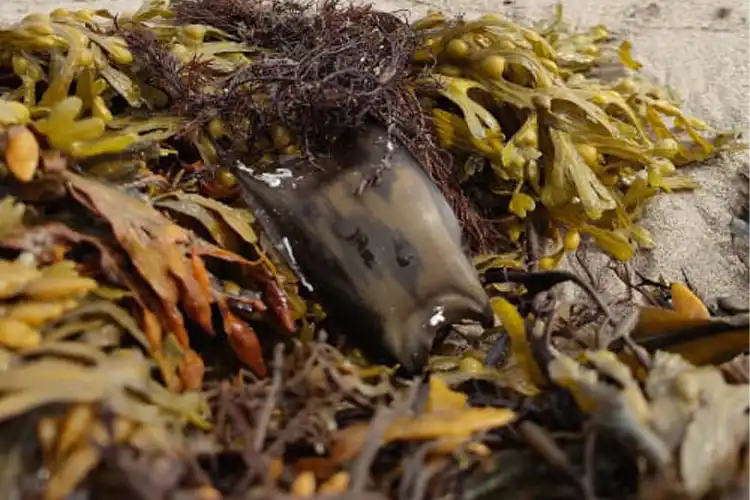 Shark Trust and BSAC launch partnership to map shark and skate egg-laying sites