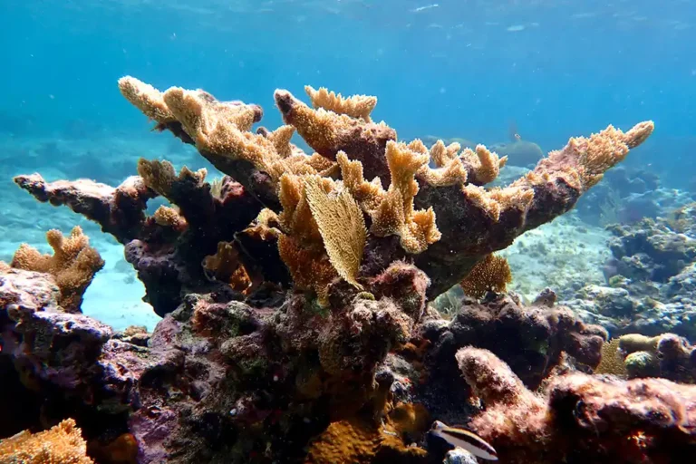 elkhorn coral