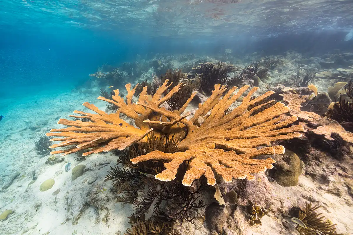 A large colony of elkhorn coral