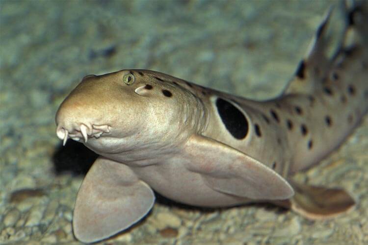 epaulette shark