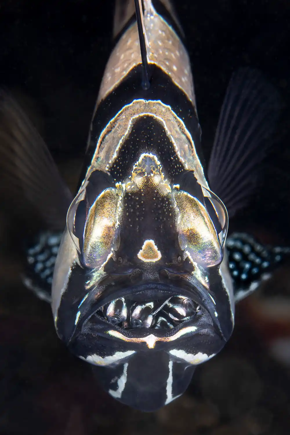 Male Banggai cardinalfish carrying young in its mouth in Lembeh Strait