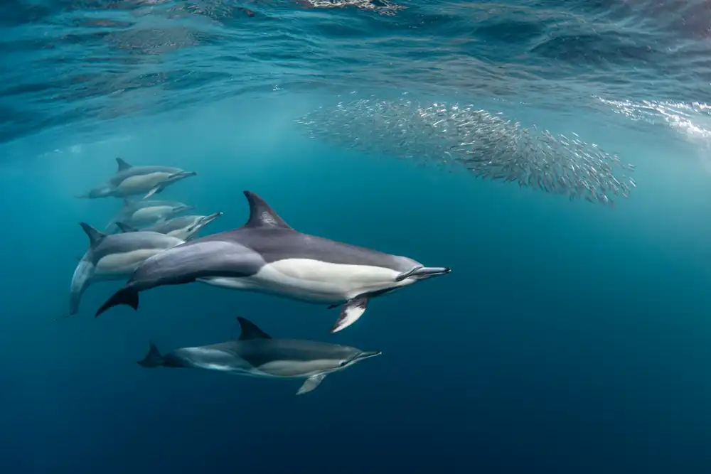 Dolphins hunting a bait ball during South Africa’s Sardine Run