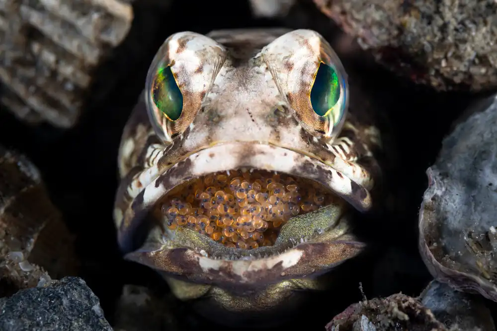 Male jawfish with developing eggs in its mouth at Blue Heron Bridge, Florida